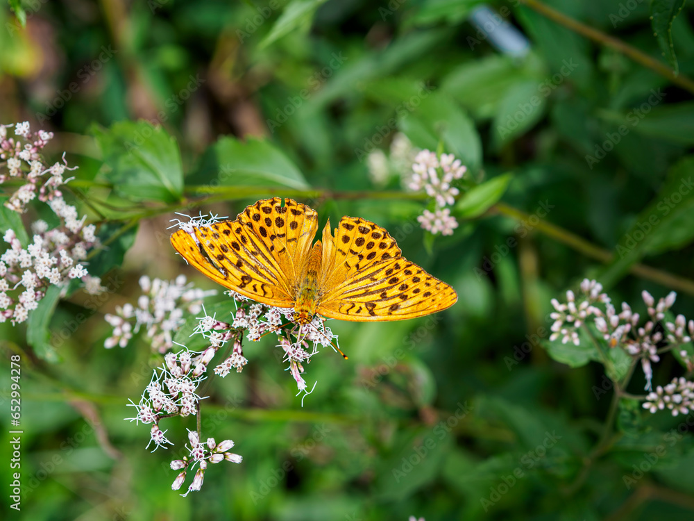 Obraz premium 藤袴の花で翅を休めるツマグロヒョウモン