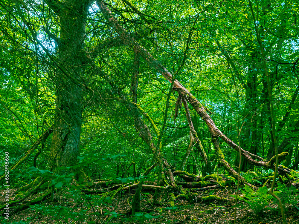 The interior of a forest with lots of greenery and moss on the branches and trees The interior of a forest with lots of greenery and moss on the branches and trees