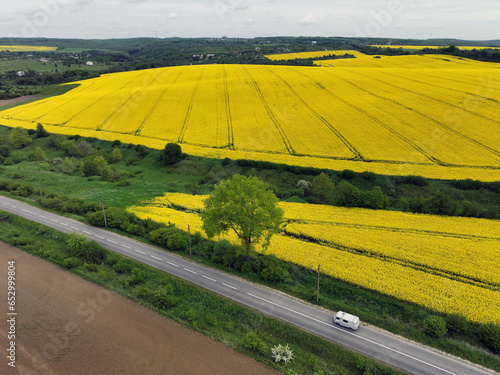 Rapeseed field