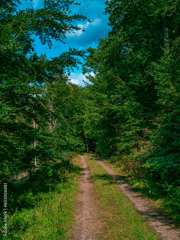 A path through a forest in nice weather A path through a forest in nice weather