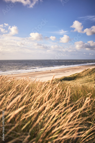 Wide golden Dune at danish north sea coast late summer. High quality photo