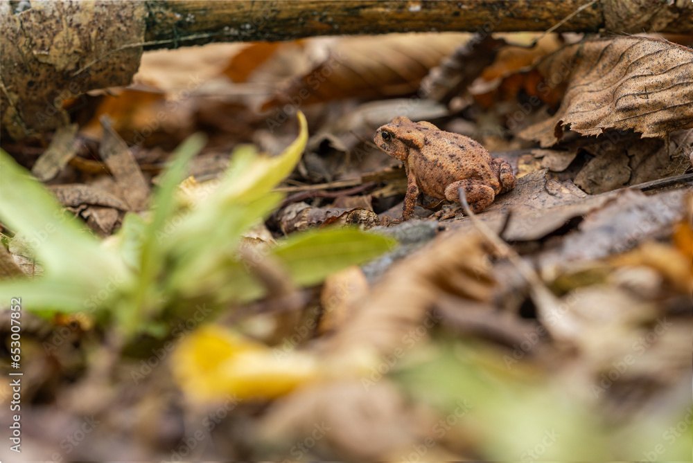 Common toad frog in autumn leaves. Common toad frog in autumn leaves.