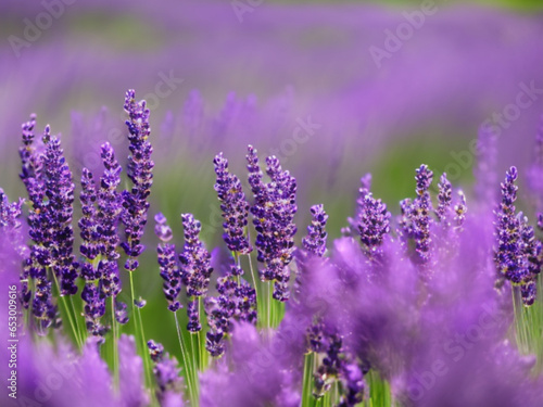Lavender flowers close up. Beautiful tall long purple and lilac lavender inflorescences. Tilt shift style. Anamorphic bokeh. Abstract floral illustration generated by AI. Lavender scent. Summer field.