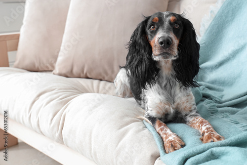 Obraz na płótnie Cute cocker spaniel lying on sofa in living room