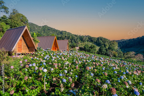 Fototapeta beautiful landscape Hydrangea fields, Chom Thong District, Chiang Mai, Thailand, is one of the best tourist attractions in Chiang Mai Thailand