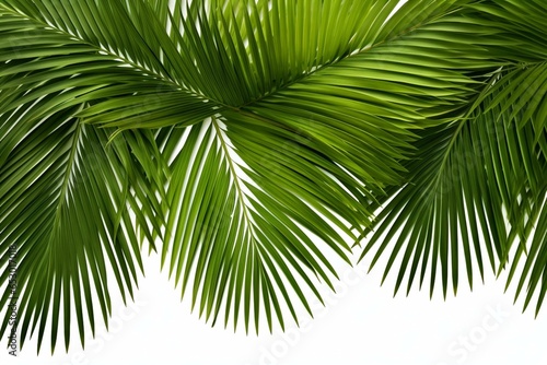 Green coconut leaves, palm fronds, tropical foliage isolated on white background. Generative AI