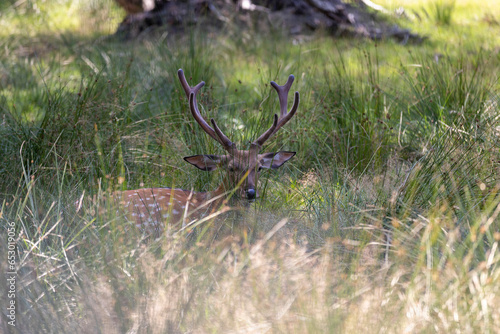 Deer resting in hot weather