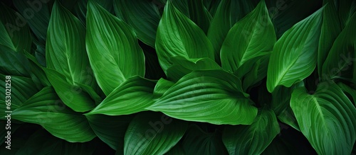 Tropical leaf nature backdrop green texture of Spathiphyllum cannifolium