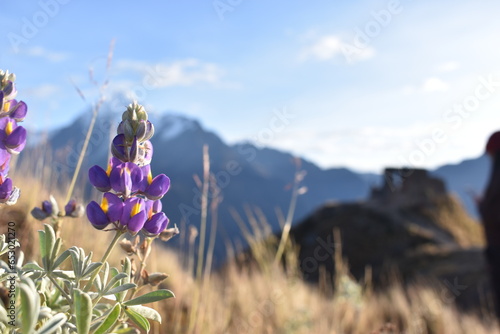 Andean chocho on top of a mountain in front of the snow-capped Veronica and the inti punku viewpoint photo