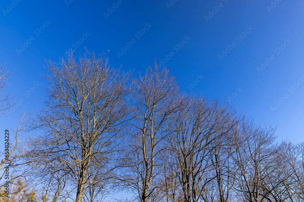 leafless trees in early spring in sunny weather leafless trees in early spring in sunny weather