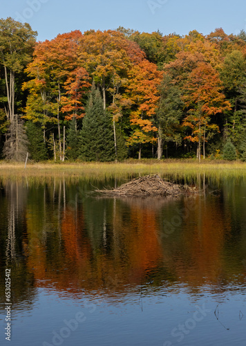 Fototapeta Naklejka Na Ścianę i Meble -  Autumn foliage reflected in a pond with a beaver dam in Haliburton Ontario