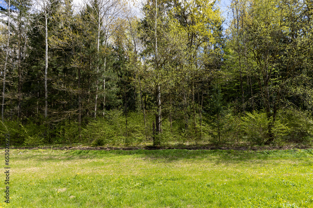 Obraz premium deciduous trees with green foliage in the spring season