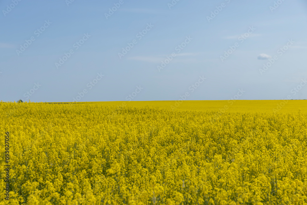 rapeseed blooming with yellow flowers in the spring season rapeseed blooming with yellow flowers in the spring season