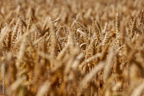 ready for harvesting dry wheat harvest
