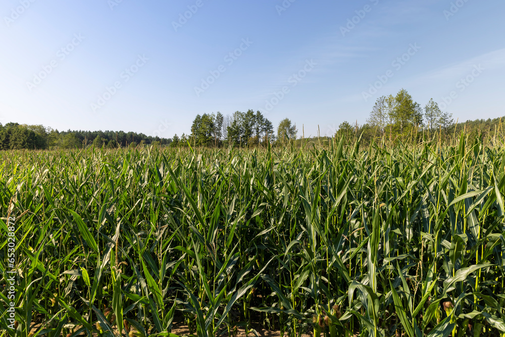 a large number of corn plants in summer