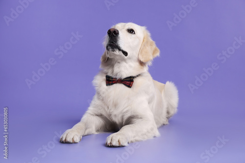 Cute Labrador Retriever with stylish bow tie on purple background