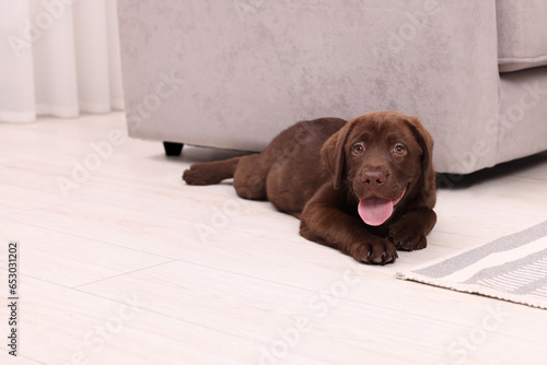 Cute chocolate Labrador Retriever puppy on floor at home. Lovely pet
