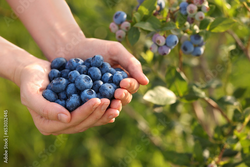 Woman holding heap of wild blueberries outdoors, closeup and space for text. Seasonal berries