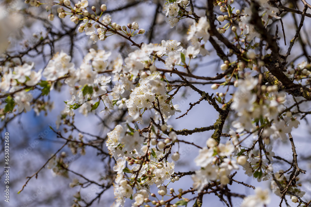 cherry blossoms in the orchard in spring cherry blossoms in the orchard in spring