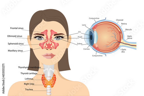 Anatomical diagram of the human eye. Sinusitis, on the woman’s face there is mucous tissue of the paranasal and frontal sinuses. Lateral view of the thyroid gland and trachea photo
