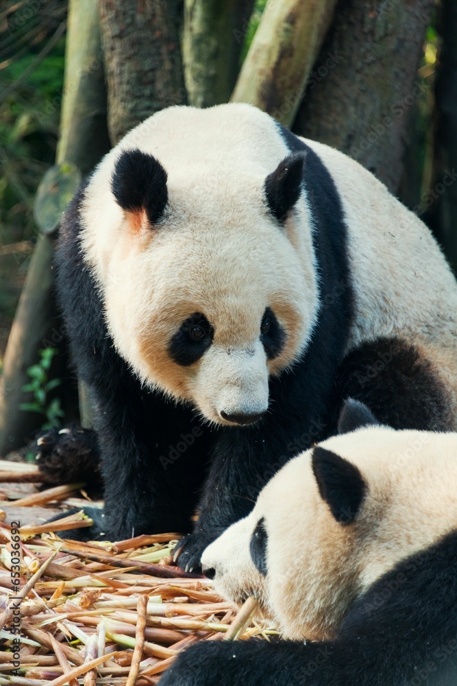 Giant Panda Giant Panda