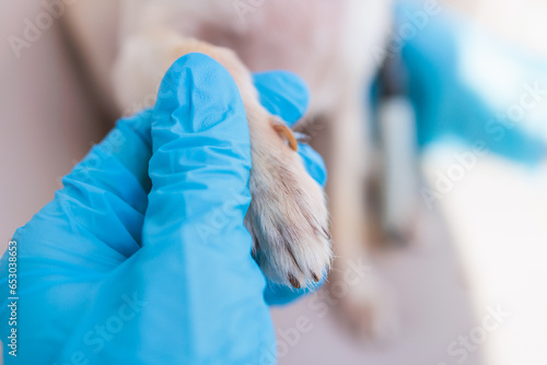 Veterinarian specialist holding tiny white dog, process of cutting dog claw nails of a small breed dog with a nail clipper tool, close up view of dog's paw, trimming pet dog nails manicure at home