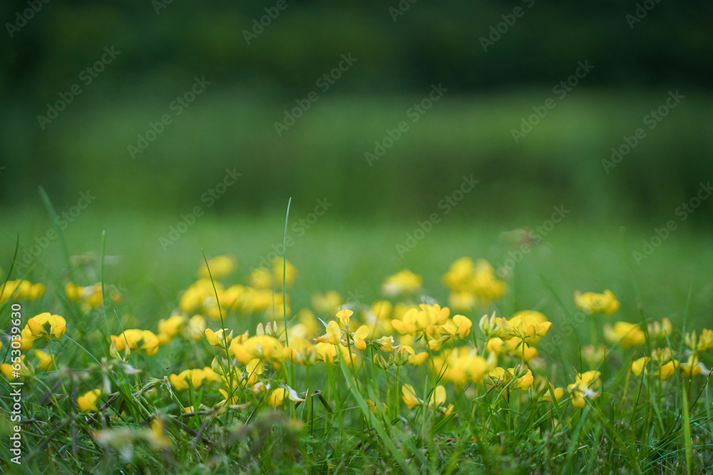 yellow flowers on grass wild nature