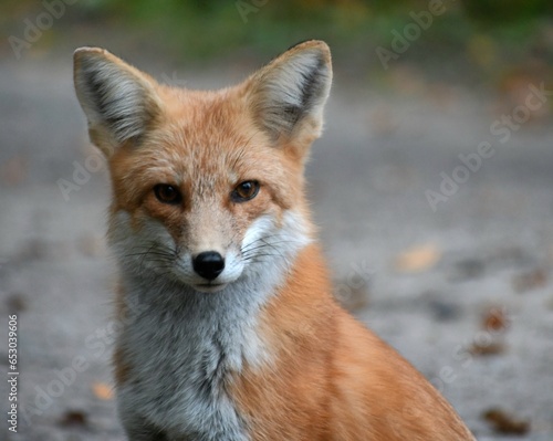 red fox vulpes © Devan