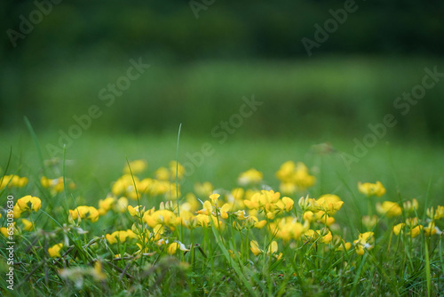 Fototapeta Naklejka Na Ścianę i Meble -  yellow flowers on grass wild nature
