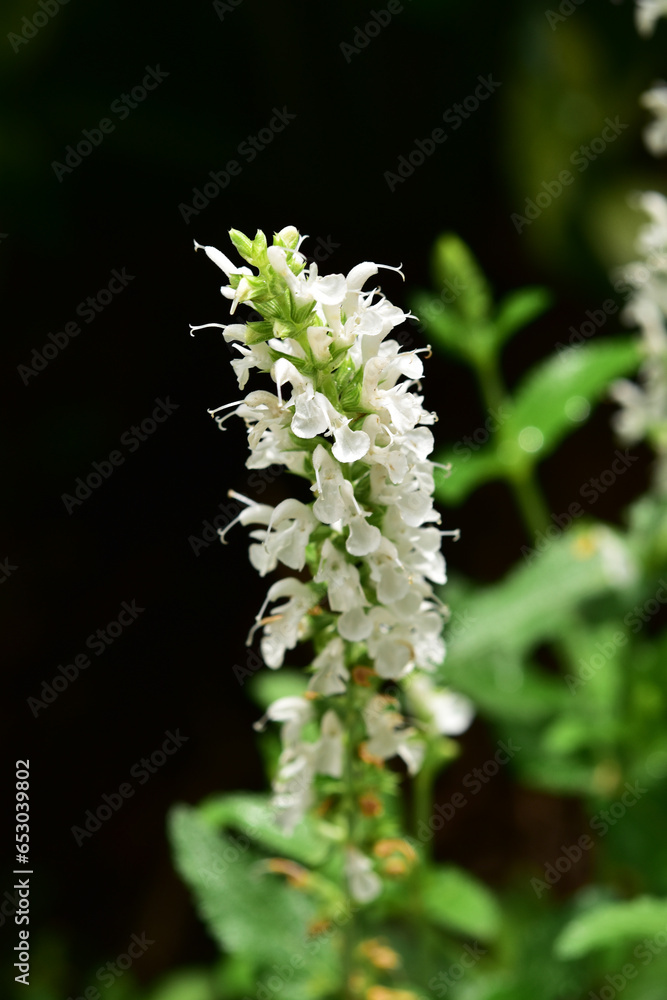 白いサルビアのアップ