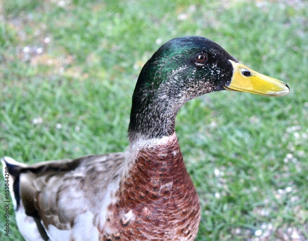 Obraz premium Mallard duck