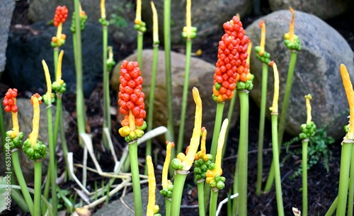 Berries in the garden