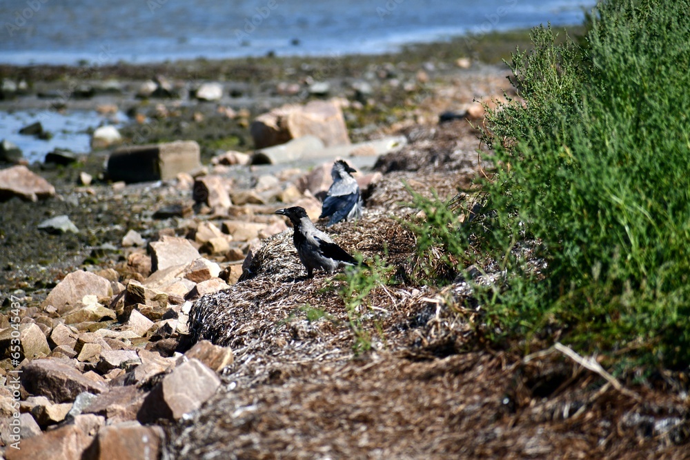 Fototapeta premium Crows on beach