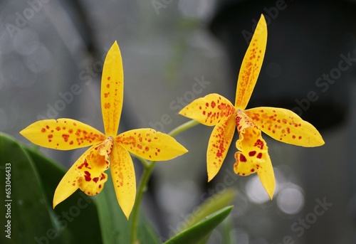 Bright yellow and red freckled flowers of Brassocattleya Hoku Gem 'Freckles' photo