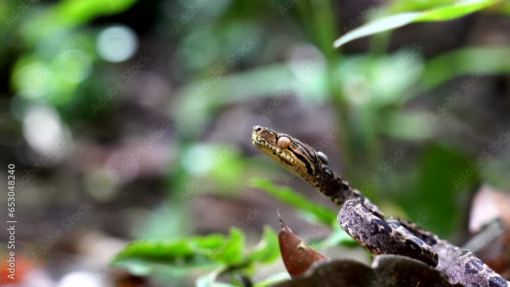 Juvenile Amazon tree boa (Corallus hortulana) Juvenile Amazon tree boa (Corallus hortulana)