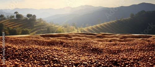 Sun dried coffee beans on a farm