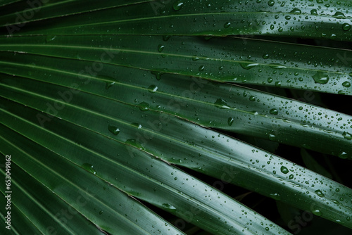 雨に濡れた熱帯・南国リゾートのヤシの木の葉の背景 リゾート・旅行・観光