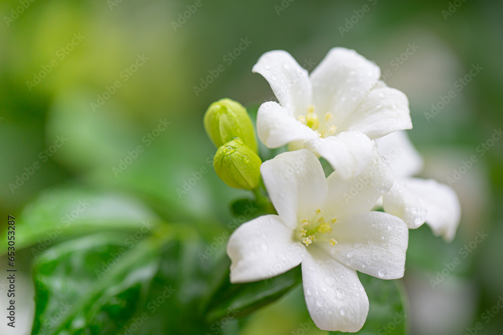 White flowers beside the road are bright and beautiful. White flowers beside the road are bright and beautiful.