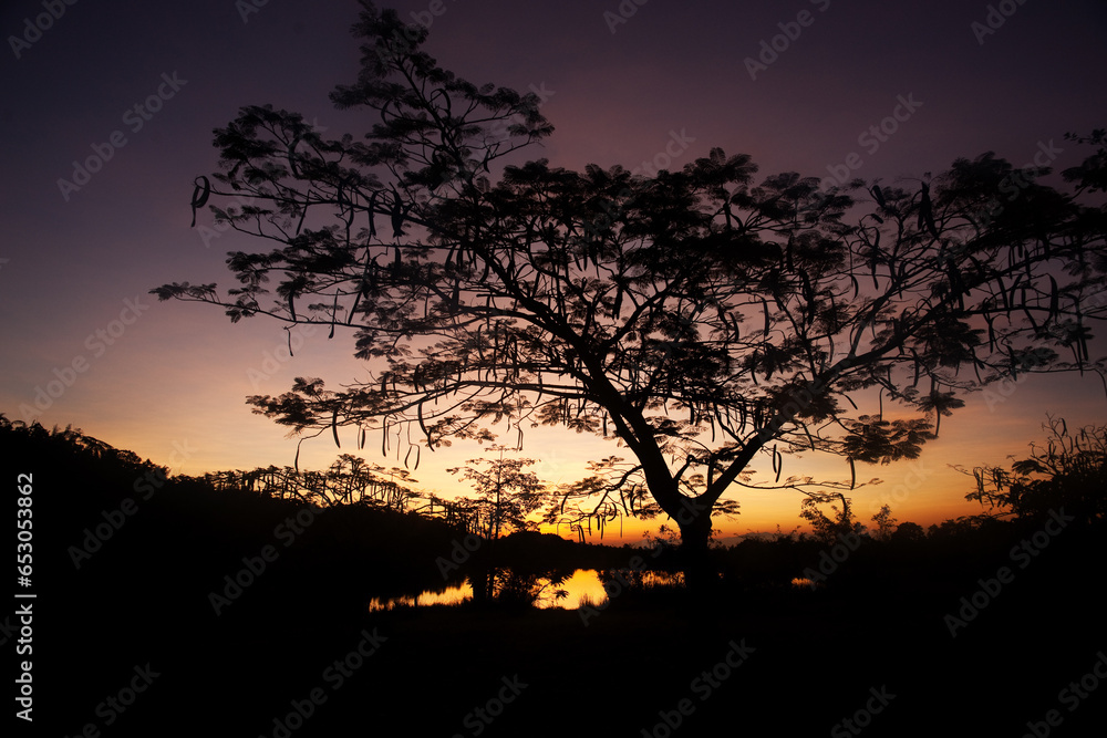 A silhouette of a tree as the Sunrise in Thailand.
