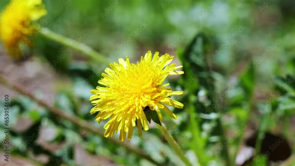 Closeup clip of a bright yellow dandelion blossom, waving in the breeze on a sunny day. Closeup clip of a bright yellow dandelion blossom, waving in the breeze on a sunny day.