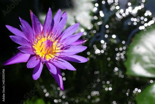 Egyptian Lotus Nymphaea or previously Nymphaea caerulea, known primarily as blue lotus or blue Egyptian lotus but also blue water lily or blue Egyptian water lily