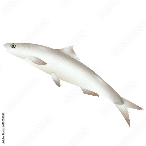 White Small Tuna | Seafood Series