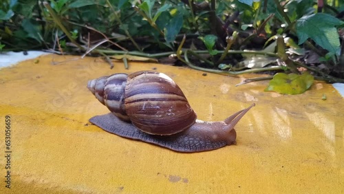 snail on a leaf