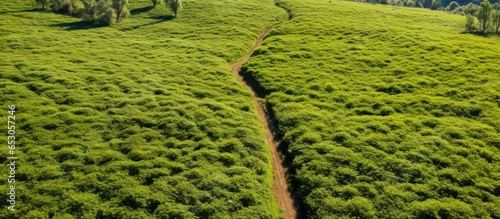 Aerial picture of divided tea garden with path showing variances in the state of tea plants photo