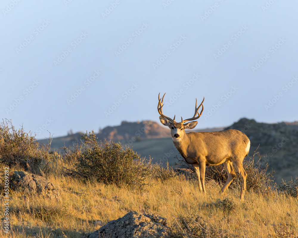 Fototapeta premium A mule deer buck is bathed in evening light in the American West.