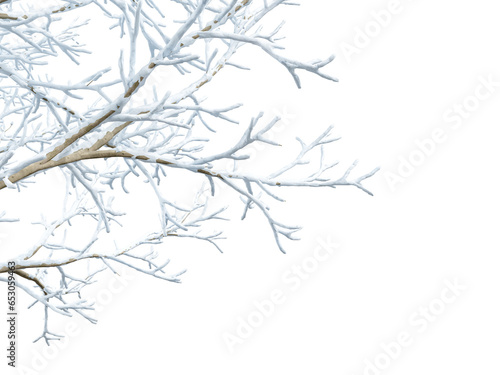 Isolated snow covered branches on white