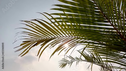Green Palm Leaves waving wind breeze with sunlight or sunray