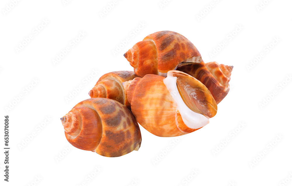 Babylonia areolata isolated on transparent png Babylonia areolata isolated on transparent png