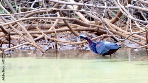 Agami heron hunting in the pond photo