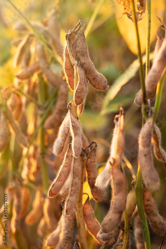 Ripe soybean plants. Soybeans in a field.Soy pods.